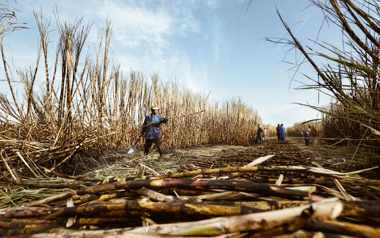 Workers harvesting sugarcane on a sunny day, showcasing traditional agriculture.